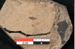 Foto (Detailansicht) von Callitris brongniartii Endl. (NHMW-GEO-2024-0188-8218)